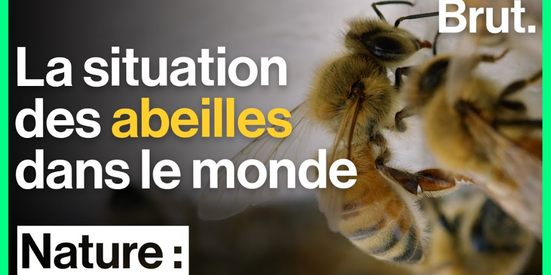 le-declin-des-abeilles-dans-le-monde