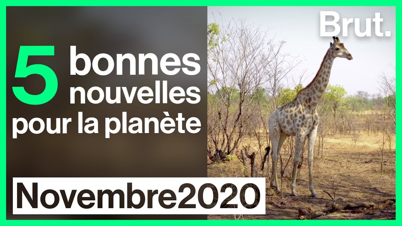 5-bonnes-nouvelles-pour-la-planete